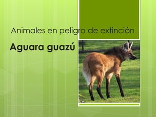 Animales en peligro de extinción

Aguara guazú
 