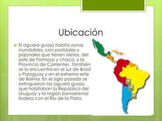Ubicación
   El aguará guazú habita zonas
    inundables, con pastizales y
    pajonales que tienen isletas, del
    este de Formosa y chaco, y la
    Provincia de Corrientes. También
    se lo encuentra en el sur de Brasil
    y Paraguay y en el extremo este
    de Bolivia. En el siglo pasado se
    extinguieron los aguará guazú
    que habitaban la República del
    Uruguay y la región bonaerense
    lindera con el Río de la Plata.
 