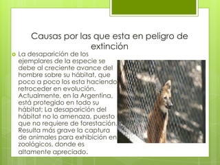 Causas por las que esta en peligro de
                      extinción
   La desaparición de los
    ejemplares de la especie se
    debe al creciente avance del
    hombre sobre su hábitat, que
    poco a poco los esta haciendo
    retroceder en evolución.
    Actualmente, en la Argentina,
    está protegido en todo su
    hábitat; La desaparición del
    hábitat no lo amenaza, puesto
    que no requiere de forestación.
    Resulta más grave la captura
    de animales para exhibición en
    zoológicos, donde es
    altamente apreciado.
 