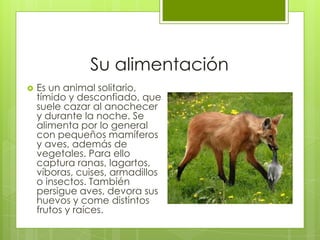 Su alimentación
   Es un animal solitario,
    tímido y desconfiado, que
    suele cazar al anochecer
    y durante la noche. Se
    alimenta por lo general
    con pequeños mamíferos
    y aves, además de
    vegetales. Para ello
    captura ranas, lagartos,
    víboras, cuises, armadillos
    o insectos. También
    persigue aves, devora sus
    huevos y come distintos
    frutos y raíces.
 