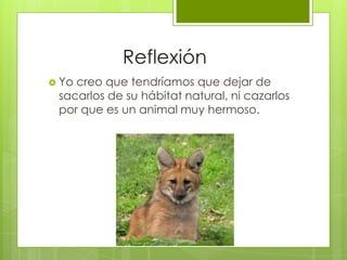 Reflexión
 Yocreo que tendríamos que dejar de
 sacarlos de su hábitat natural, ni cazarlos
 por que es un animal muy hermoso.
 