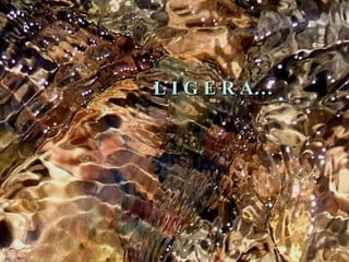 L I G E R A…