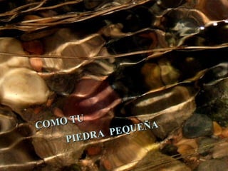 COMO TU PIEDRA PEQUEÑA