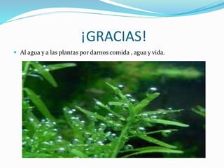 ¡GRACIAS!
 Al agua y a las plantas por darnos comida , agua y vida.
 