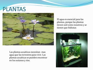PLANTAS
El agua es esencial para las
plantas, porque las plantas
tienen sed como nosotros y se
tienen que hidratar.
Las plantas acuáticas necesitan mas
agua que las terrestres para vivir. Las
plantas acuáticas se pueden encontrar
en los océanos y ríos.
 