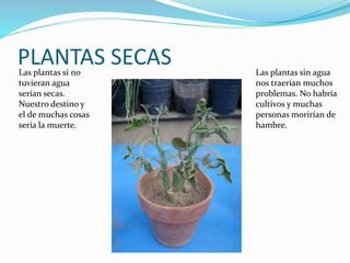 PLANTAS SECASLas plantas si no
tuvieran agua
serían secas.
Nuestro destino y
el de muchas cosas
sería la muerte.
Las plantas sin agua
nos traerían muchos
problemas. No habría
cultivos y muchas
personas morirían de
hambre.
 