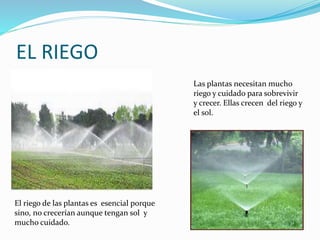 EL RIEGO
Las plantas necesitan mucho
riego y cuidado para sobrevivir
y crecer. Ellas crecen del riego y
el sol.
El riego de las plantas es esencial porque
sino, no crecerían aunque tengan sol y
mucho cuidado.
 