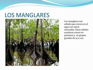 LOS MANGLARES
Los manglares son
arboles que crecen en el
agua con raíces
retorcidas. Éstos arboles
acuáticos crecen en
pantanos y en grupos
grandes de 50 a 100.
 