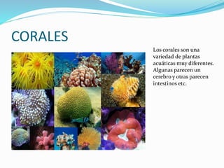CORALES
Los corales son una
variedad de plantas
acuáticas muy diferentes.
Algunas parecen un
cerebro y otras parecen
intestinos etc.
 
