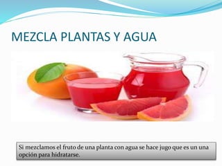 MEZCLA PLANTAS Y AGUA
Si mezclamos el fruto de una planta con agua se hace jugo que es un una
opción para hidratarse.
 