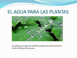EL AGUA PARA LAS PLANTAS
Las plantas sin agua no existirían porque son como nosotros,
si no se hidratan se mueren .
 