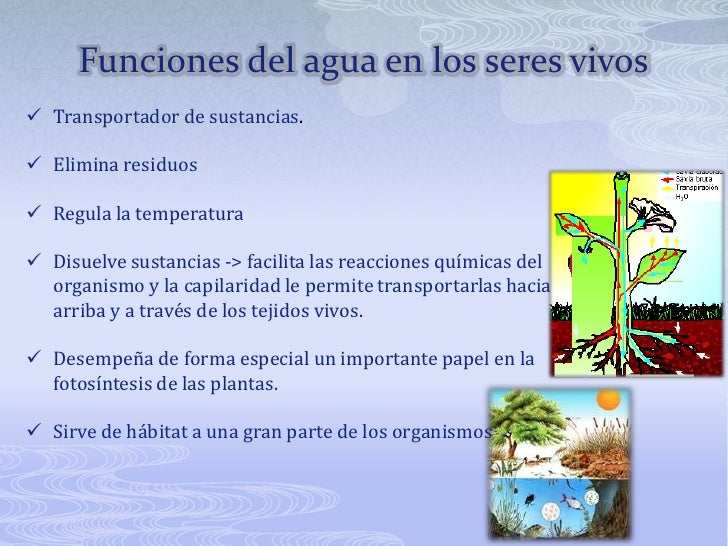 El agua y los seres vivos