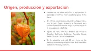 Origen, producción y exportación
● Oriundo de los andes peruanos, el aguaymanto es
conocido como fruta nativa desde la época de los
Incas.
● En el Perú, las zonas de producción del aguaymanto
son Ancash, Cusco, Ayacucho y Cajamarca, esta
última momentáneamente ocupa el primer lugar en
la producción de esta fruta.
● Aparte de Perú, esta fruta también se cultiva en
Ecuador, California, Sudáfrica, Australia, Kenya,
India, Egipto, el Caribe, Asia y Hawai.
● En la actualidad más del 50 por ciento de las
exportaciones del aguaymanto van a los mercados
de Estados Unidos y Alemania.
 