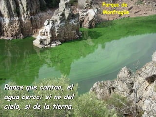 Ranas que cantan, el agua cerca; si no del cielo, si de la tierra. Parque de Monfragüe 