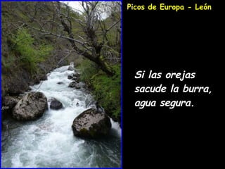 Si las orejas sacude la burra,  agua segura. Picos de Europa - León 