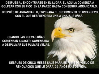 DESPUÉS AL ENCONTRARSE EN EL LUGAR, EL ÁGUILA COMIENZA A GOLPEAR CON SU PICO  EN LA PARED HASTA CONSEGUIR ARRANCARLO. DESPUÉS DE ARRANCARLO, ESPERARA EL CRECIMIENTO DE UNO NUEVO CON EL QUE DESPRENDERA UNA A UNA  SUS UÑAS.  CUANDO LAS NUEVAS UÑAS COMIENZAN A NACER, COMENZARÁ  A DESPLUMAR SUS PLUMAS VIEJAS. DESPUÉS DE CINCO MESES SALE PARA EL FAMOSO VUELO DE RENOVACIÓN QUE LE DARA  30  AÑOS MÁS DE VIDA.  