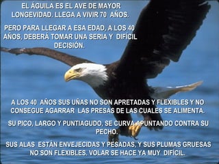 EL ÁGUILA ES EL AVE DE MAYOR LONGEVIDAD. LLEGA A VIVIR 70  AÑOS. PERO PARA LLEGAR A ESA EDAD, A LOS 40  AÑOS, DEBERÁ TOMAR UNA SERIA Y   DIFÍCIL DECISIÓN.   A LOS 40  AÑOS SUS UÑAS NO SON APRETADAS Y FLEXIBLES Y NO CONSEGUE AGARRAR  LAS PRESAS DE LAS CUALES SE ALIMENTA. SU PICO, LARGO Y PUNTIAGUDO, SE CURVA APUNTANDO CONTRA SU PECHO.  SUS ALAS  ESTÁN ENVEJECIDAS Y PESADAS, Y SUS PLUMAS GRUESAS NO SON FLEXIBLES. VOLAR SE HACE YA MUY  DIFÍCIL. 