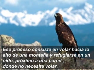 Ese proceso consiste en volar hacia lo  alto de una montaña y refugiarse en un nido, próximo a una pared ,  donde no necesite volar. 