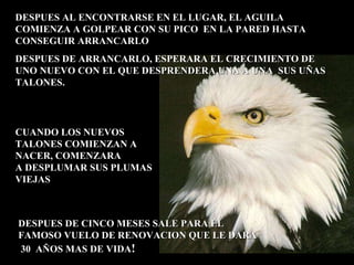 DESPUES AL ENCONTRARSE EN EL LUGAR, EL AGUILA COMIENZA A GOLPEAR CON SU PICO  EN LA PARED HASTA CONSEGUIR ARRANCARLO DESPUES DE ARRANCARLO, ESPERARA EL CRECIMIENTO DE UNO NUEVO CON EL QUE DESPRENDERA UNA A UNA  SUS UÑAS TALONES.  CUANDO LOS NUEVOS TALONES COMIENZAN A NACER, COMENZARA  A DESPLUMAR SUS PLUMAS VIEJAS DESPUES DE CINCO MESES SALE PARA EL FAMOSO VUELO DE RENOVACION QUE LE DARA  30  AÑOS MAS DE VIDA !  