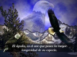 El águila, es el ave que posee la mayor longevidad de su especie. 