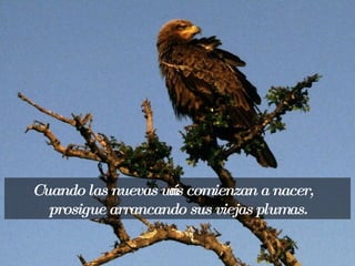 Cuando las nuevas uñas comienzan a nacer, prosigue arrancando sus viejas plumas. 