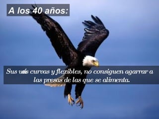 Sus uñas curvas y flexibles, no consiguen agarrar a las presas de las que se alimenta. A los 40 años: 