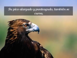 Su pico alargado y punteagudo, también se curva. 