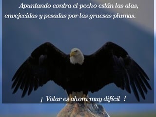 Apuntando contra el pecho están las alas, envejecidas y pesadas por las gruesas plumas.   ¡ Volar es ahora muy difícil  ! 