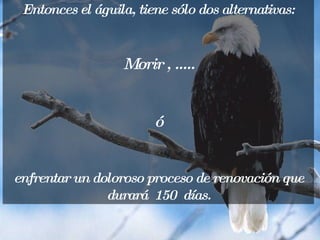 Entonces el águila, tiene sólo dos alternativas: Morir , ..... ó enfrentar un doloroso proceso de renovación que durará  150  días. 