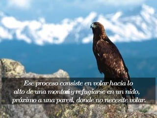 Ese proceso consiste en volar hacia lo  alto de una montaña y refugiarse en un nido, próximo a una pared, donde no necesite volar. 