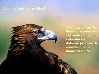 Volar se hace ya tan difícil!  Entonces, el   águila tiene solamente   dos alternativas: morir o enfrentar un dolorido   proceso de renovación que durara 150 días . 