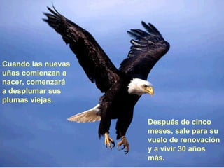 Cuando las nuevas uñas comienzan a nacer, comenzará   a desplumar sus plumas   viejas.  Después de cinco meses, sale para su vuelo de   renovación y a vivir 30 años   más. 