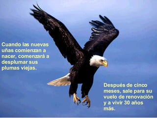 Cuando las nuevas uñas comienzan a nacer, comenzará   a desplumar sus plumas   viejas.  Después de cinco meses, sale para su vuelo de   renovación y a vivir 30 años   más. 