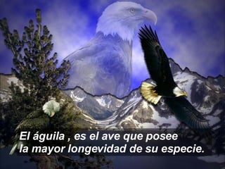 El águila , es el ave que posee  la mayor longevidad de su especie. 