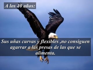 Sus uñas curvas y flexibles ,no consiguen agarrar a las presas de las que se alimenta . A los 40 años: 