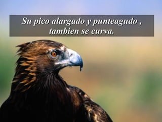 Su pico alargado y punteagudo , tambien se curva. 