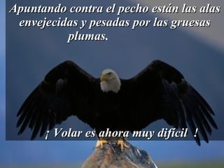 Apuntando contra el pecho están las alas envejecidas y pesadas por las gruesas plumas .  ¡ Volar es ahora muy difícil  ! 