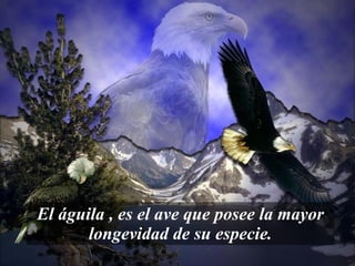 El águila , es el ave que posee la mayor longevidad de su especie. 