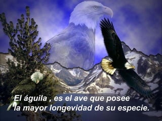 El águila , es el ave que posee
la mayor longevidad de su especie.
 