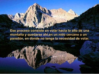 Ese proceso consiste en volar hacia lo alto de una
montaña y quedarse ahí,en un nido cercano a un
paredón, en donde no tenga la necesidad de volar.
 