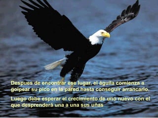 Despues de encontrar ese lugar, el águila comienza a
golpear su pico en la pared hasta conseguir arrancarlo.
Luego debe esperar el crecimiento de uno nuevo con el
que desprenderá una a una sus uñas.
 