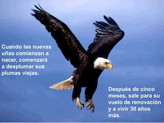 Cuando las nuevas
uñas comienzan a
nacer, comenzará
a desplumar sus
plumas viejas.
Después de cinco
meses, sale para su
vuelo de renovación
y a vivir 30 años
más.
 