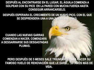 DESPUÉS AL ENCONTRARSE EN EL LUGAR, EL ÁGUILA COMIENZA A
  GOLPEAR CON SU PICO EN LA PARED CON MUCHA FUERZA HASTA
                 CONSEGUIR ARRANCARSELO.
DESPUÉS ESPERARA EL CRECIMIENTO DE UN NUEVO PICO, CON EL QUE
         SE DESPRENDERA UNA A UNA SUS VIEJAS UÑAS.




   CUANDO LAS NUEVAS GARRAS
 COMIENZAN A NACER, COMENZARÁ
A DESGARRARSE SUS DESGASTADAS
            PLUMAS.



   PERO DESPUÉS DE 5 MESES SALE TRIUNFANTE PARA HACER SU
  FAMOSO VUELO DE RENOVACIÓN QUE LE DARA... 30 AÑOS MÁS DE
                           VIDA.
 