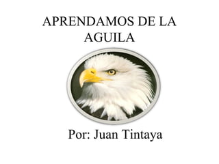 APRENDAMOS DE LA
AGUILA
Por: Juan Tintaya
 