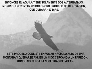 ENTONCES EL ÁGUILA TIENE SOLAMENTE DOS ALTERNATIVAS:
MORIR O ENFRENTAR UN DOLOROSO PROCESO DE RENOVACION,
                 QUE DURARA 150 DIAS.




  ESTE PROCESO CONSISTE EN VOLAR HACIA LO ALTO DE UNA
MONTAÑA Y QUEDARSE AHÍ, EN UN NIDO CERCANO A UN PAREDÓN,
         DONDE NO TENGA LA NECESIDAD DE VOLAR.
 