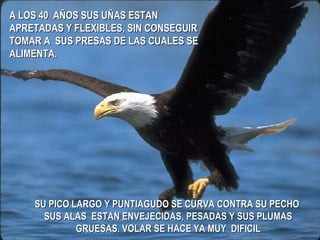 SU PICO LARGO Y PUNTIAGUDO SE CURVA CONTRA SU PECHO  SUS ALAS  ESTAN ENVEJECIDAS, PESADAS Y SUS PLUMAS GRUESAS. VOLAR SE HACE YA MUY  DIFICIL A LOS 40  AÑOS SUS UÑAS ESTAN APRETADAS Y FLEXIBLES, SIN CONSEGUIR TOMAR A  SUS PRESAS DE LAS CUALES SE ALIMENTA. 