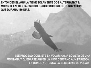 ENTONCES EL AGUILA TIENE SOLAMENTE DOS ALTERNATIVAS: MORIR O  ENFRENTAR SU DOLORIDO PROCESO DE RENOVACION, QUE DURARA 150 DIAS.  ESE PROCESO CONSISTE EN VOLAR HACIA LO ALTO DE UNA MONTAÑA Y QUEDARSE AHI EN UN NIDO CERCANO AUN PAREDON, EN DONDE NO TENGA LA NECESIDAD DE VOLAR.   