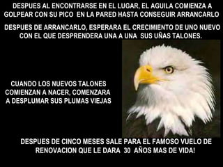 DESPUES AL ENCONTRARSE EN EL LUGAR, EL AGUILA COMIENZA A GOLPEAR CON SU PICO  EN LA PARED HASTA CONSEGUIR ARRANCARLO DESPUES DE ARRANCARLO, ESPERARA EL CRECIMIENTO DE UNO NUEVO CON EL QUE DESPRENDERA UNA A UNA  SUS UÑAS TALONES.  CUANDO LOS NUEVOS TALONES COMIENZAN A NACER, COMENZARA  A DESPLUMAR SUS PLUMAS VIEJAS DESPUES DE CINCO MESES SALE PARA EL FAMOSO VUELO DE RENOVACION QUE LE DARA  30  AÑOS MAS DE VIDA!  