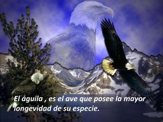 El águila , es el ave que posee la mayor longevidad de su especie. 