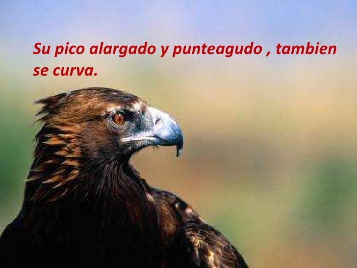 El Aguila RenovacióN